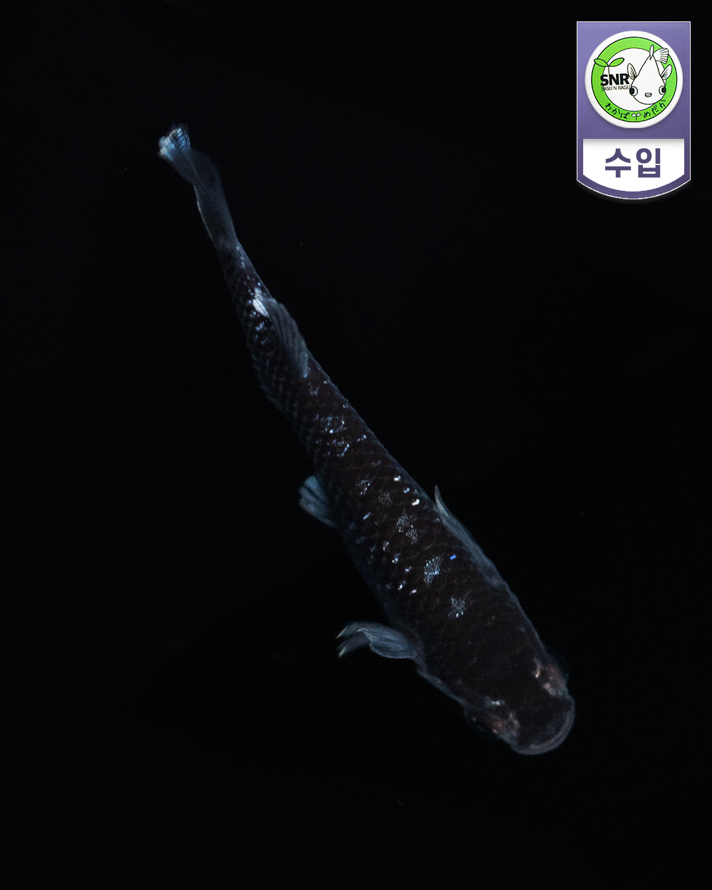 [와카바] 미드나잇프릴 체외광타입 메다카 1쌍